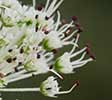 Astrantia
