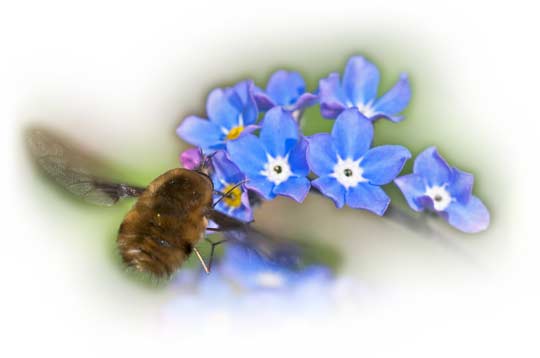 bee-fly