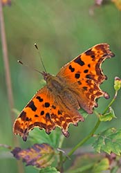 Comma