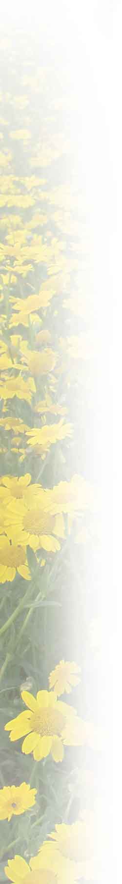 Corn Marigold