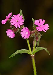 Red Campion