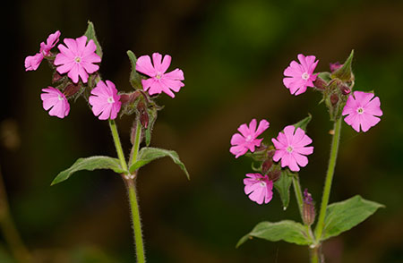 Red Campion