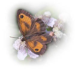 Gatekeeper