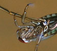 Water Boatman 